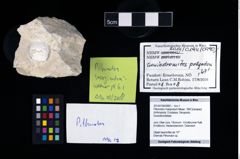 Foto (Objekt + Etikett) von Pithonoton marginatum (Meyer, 1842)  (NHMW-GEO-2014-0194-0990)